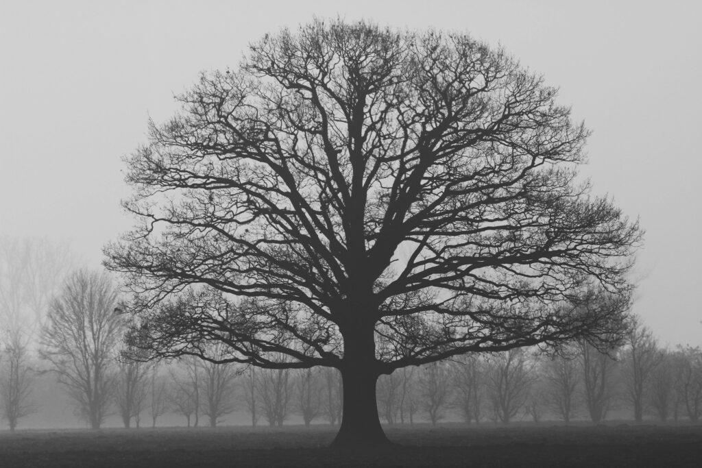 A barren oak tree emerges from a gray, misty landscape.