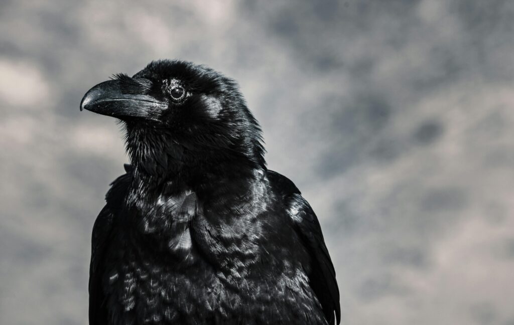 A black, glossy raven looks at the camera.
