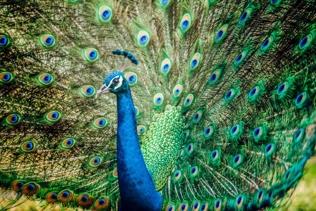 A peacock with its tailfeathers opened wide looks at the camera.